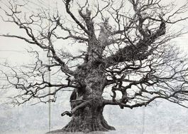Branching Out