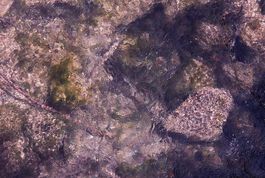 Voices of Water