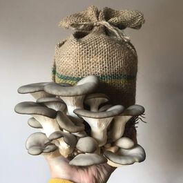 Mushroom Masterclass