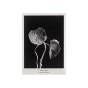 Nasturtium seed packet