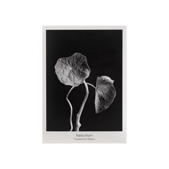 Nasturtium seed packet