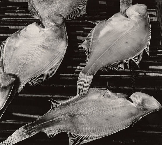 Brett Weston: Untitled (Fish, Japan)