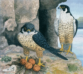 Cedric Morris: Peregrine Falcons