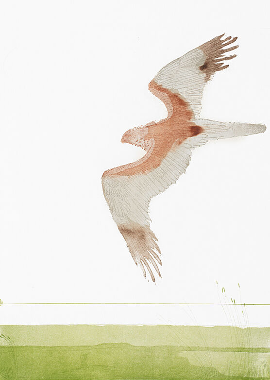 Elisabeth Frink: Marsh Harrier