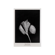 Red Perilla seed packet