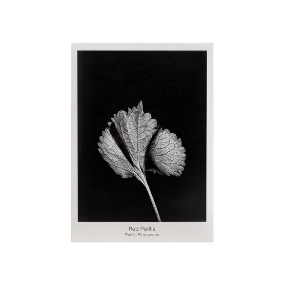 Red Perilla seed packet