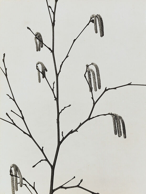 Aenne Biermann: Hazelnut Catkins