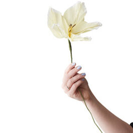 Large yellow lily paper flower