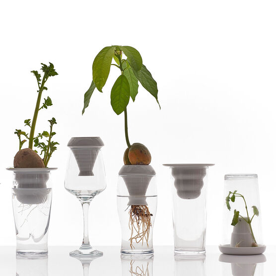 Plantation shape 4