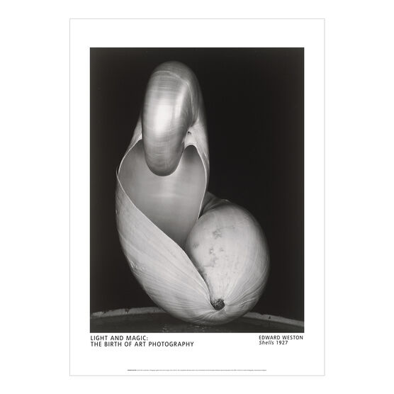 Edward Weston Shells poster