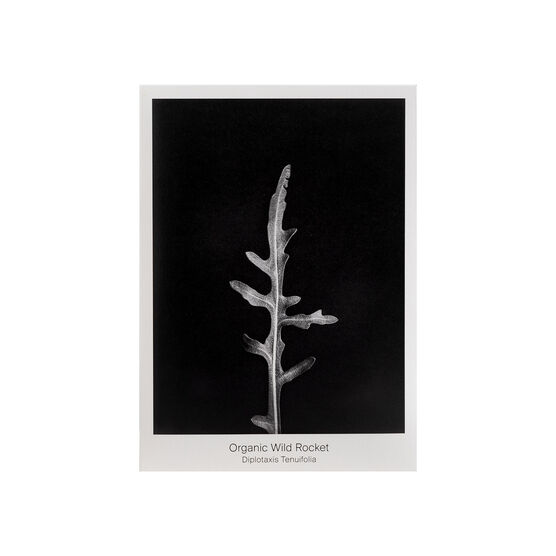 Wild Rocket seed packet