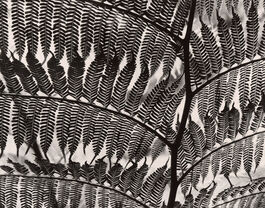 Brett Weston: Untitled (Fern, California)