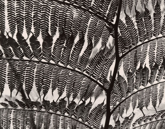Brett Weston: Untitled (Fern, California)