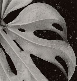 Brett Weston: Untitled (Leaf, Hawaii)
