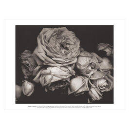 Edward Steichen Heavy Roses art print