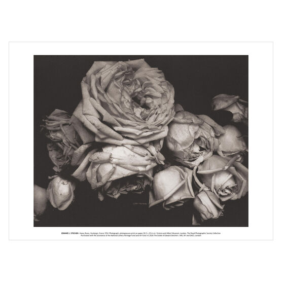Edward Steichen Heavy Roses art print