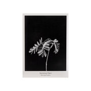 Sensitive Plant seed packet