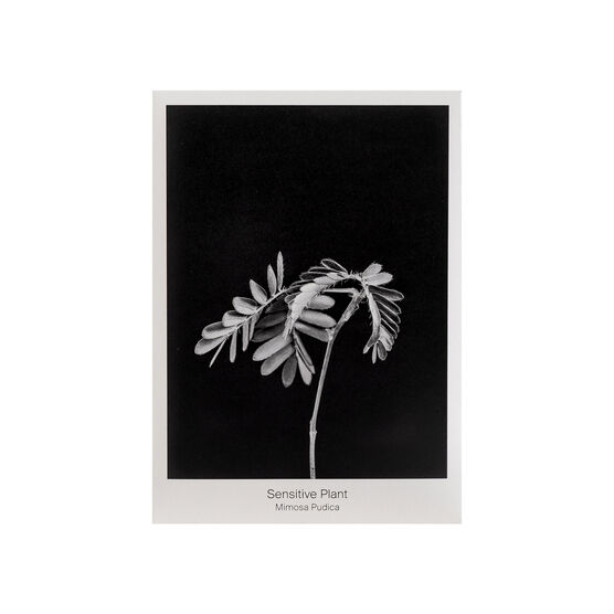 Sensitive Plant seed packet