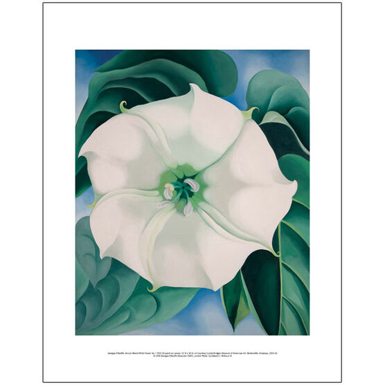 Georgia O'Keeffe Jimson Weed, White Flower No.1 (mini print)