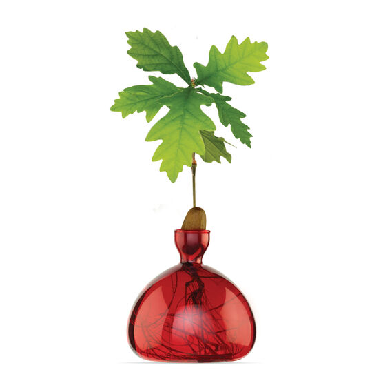 Scarlet red acorn vase