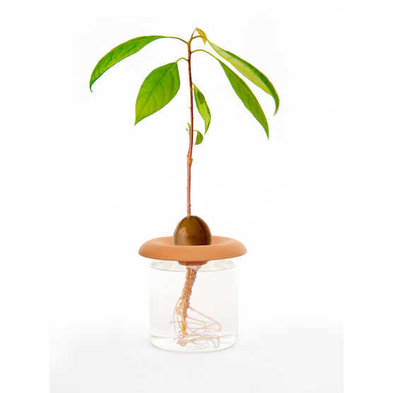 Terracotta seed sprouters