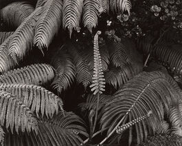 Brett Weston: Untitled (Ferns, Hawaii)