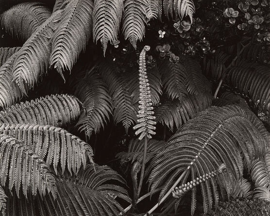 Brett Weston: Untitled (Ferns, Hawaii)