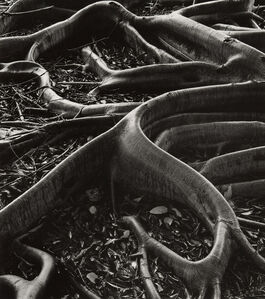 Brett Weston: Untitled (Banyan Roots, Hawaii)