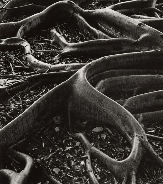 Brett Weston: Untitled (Banyan Roots, Hawaii)
