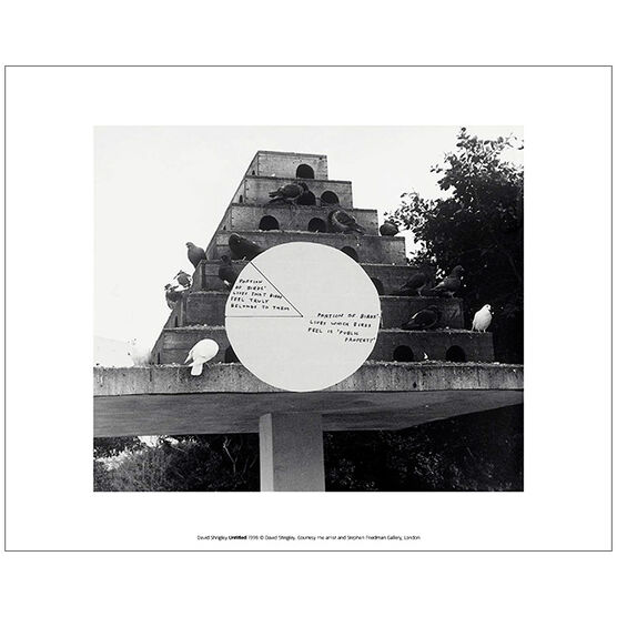 Shrigley Untitled/Pigeons (unframed print)