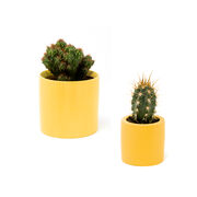 Yellow plant pot