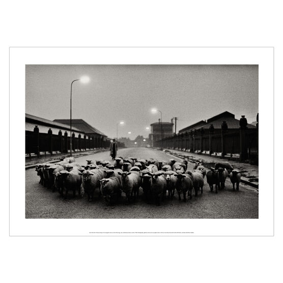 Don McCullin: Sheep Going to the Slaughter House poster