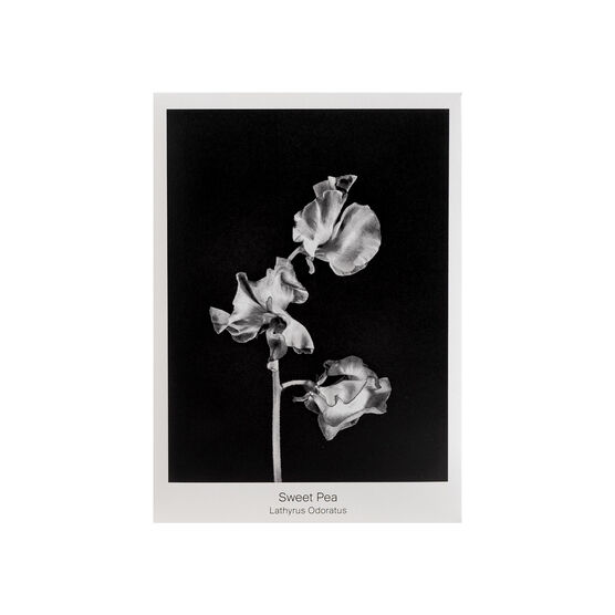 Sweet Pea seed packet