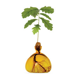 Yellow acorn vase