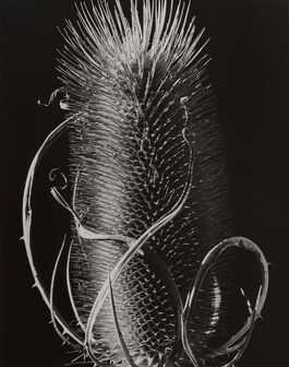 Brett Weston: Untitled (Botanical)