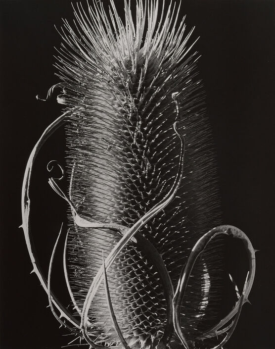 Brett Weston: Untitled (Botanical)