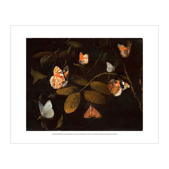 William Gow Ferguson: Six Butterflies and a Moth on a Rose Branch mini print